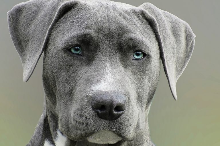 animal-canine-close-up-733416